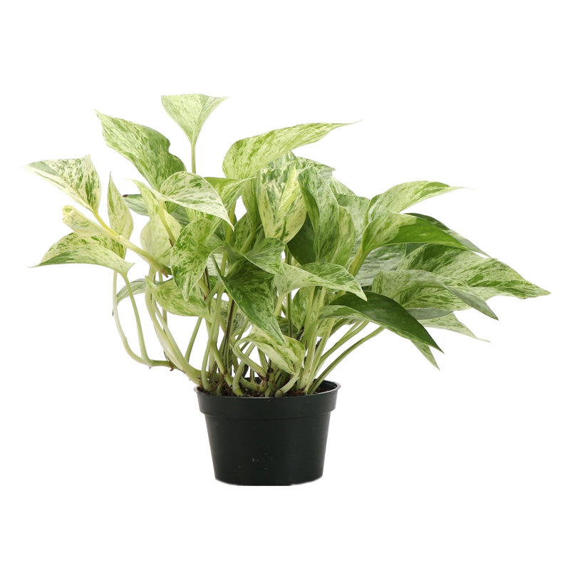 Live Marble Queen Pothos Plant, 6"" H X 4"" W X 4"" D