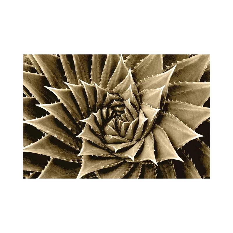 Taupe Succulent I by Mia Jensen - Wrapped Canvas Panoramic Print, 101.6 cm H x 66.04 cm W x 1.91 cm D