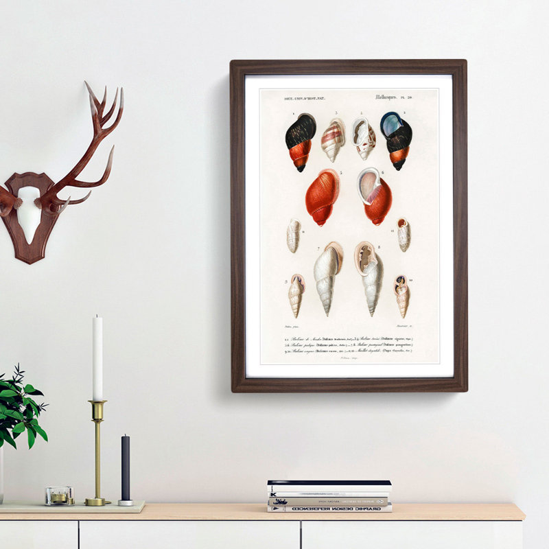 Mollusc Shell Illustrations PL. 20 by Charles D' Orbigny - Picture Frame Graphic Art Print, 36cm H x 27cm W x 2cm D