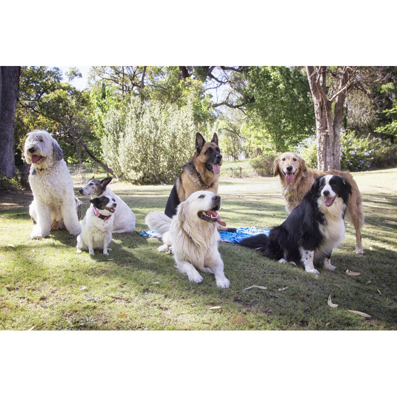 Sept chiens par Yellowsarah, H 32 po x l 48 po