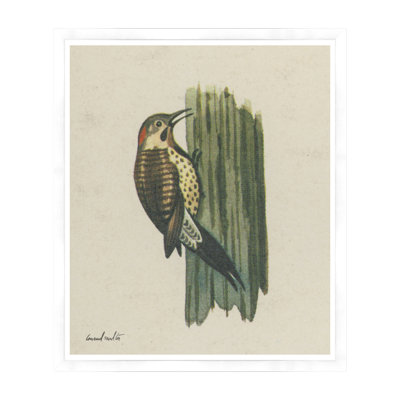 Woodpecker Framed Print