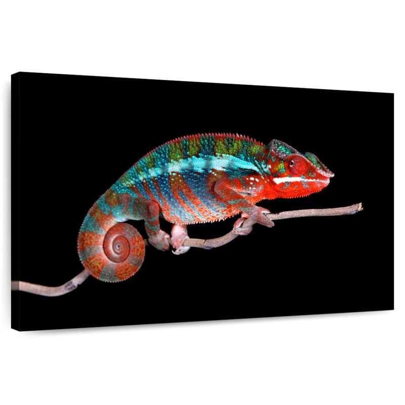 Caméléon panthère mâle, H 8 po x l 12 po