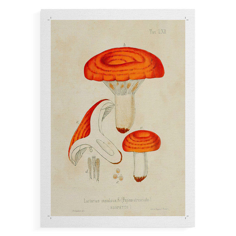 Variétés de champignon - impression sur toile seulement - non encadrée, H 18 po x l 12 po