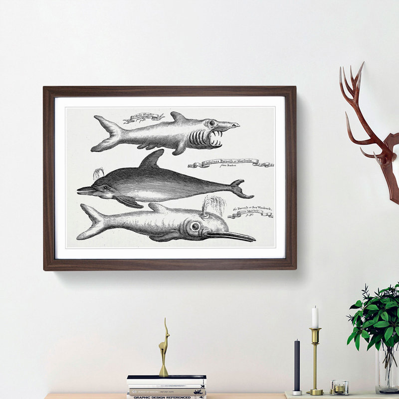 Shark and Dolphins by Thomas Astley - Picture Frame Drawing Print, 36cm H x 48cm W x 2cm D, Walnut Framed