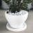 Saucer Plant Stand-16785712