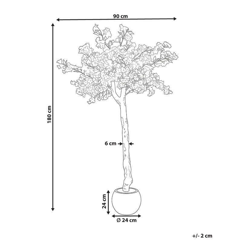 Pauletta 180 Plant