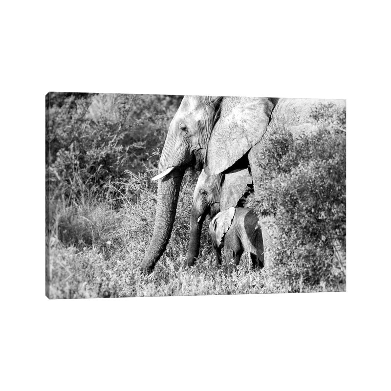 Elephant Trio In Black And White - Print on Canvas, Wrapped Canvas, 30.48 cm H x 45.72 cm W