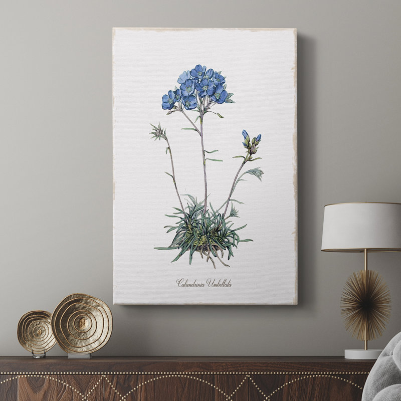 Caladrinia - Galeria Cavas, H 18 po x l 12 po