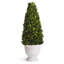 Boxwood Topiary in Ceramic Pot