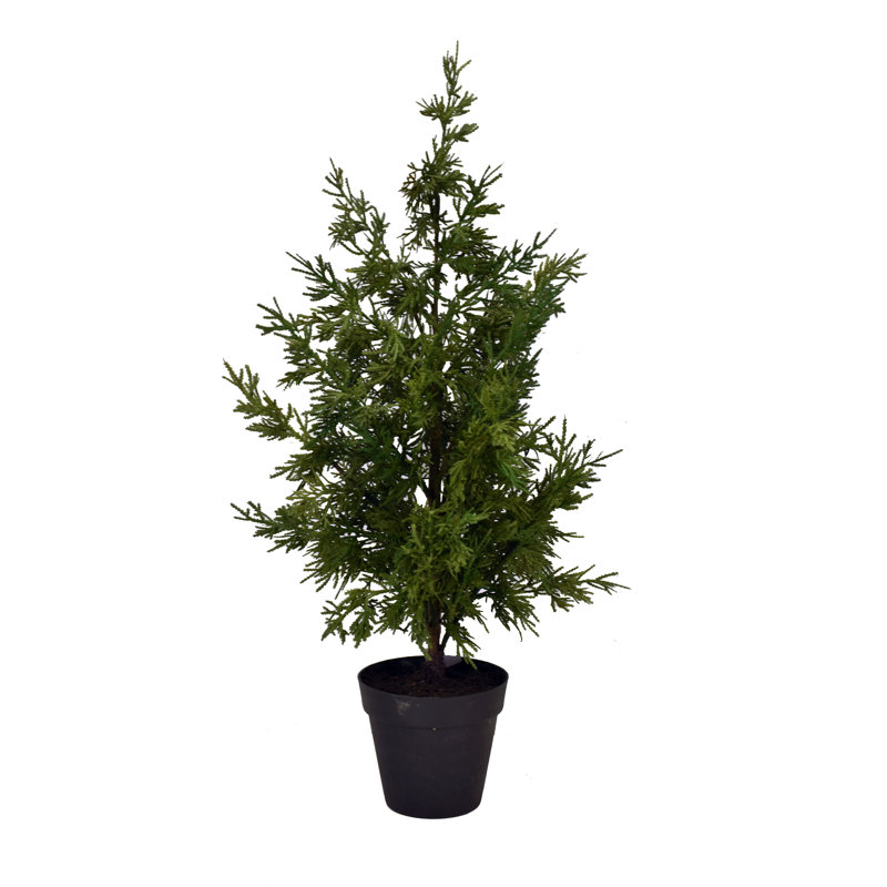 Plante cypress en pot leyland