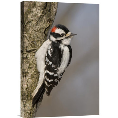 " Downy Woodpecker Male "