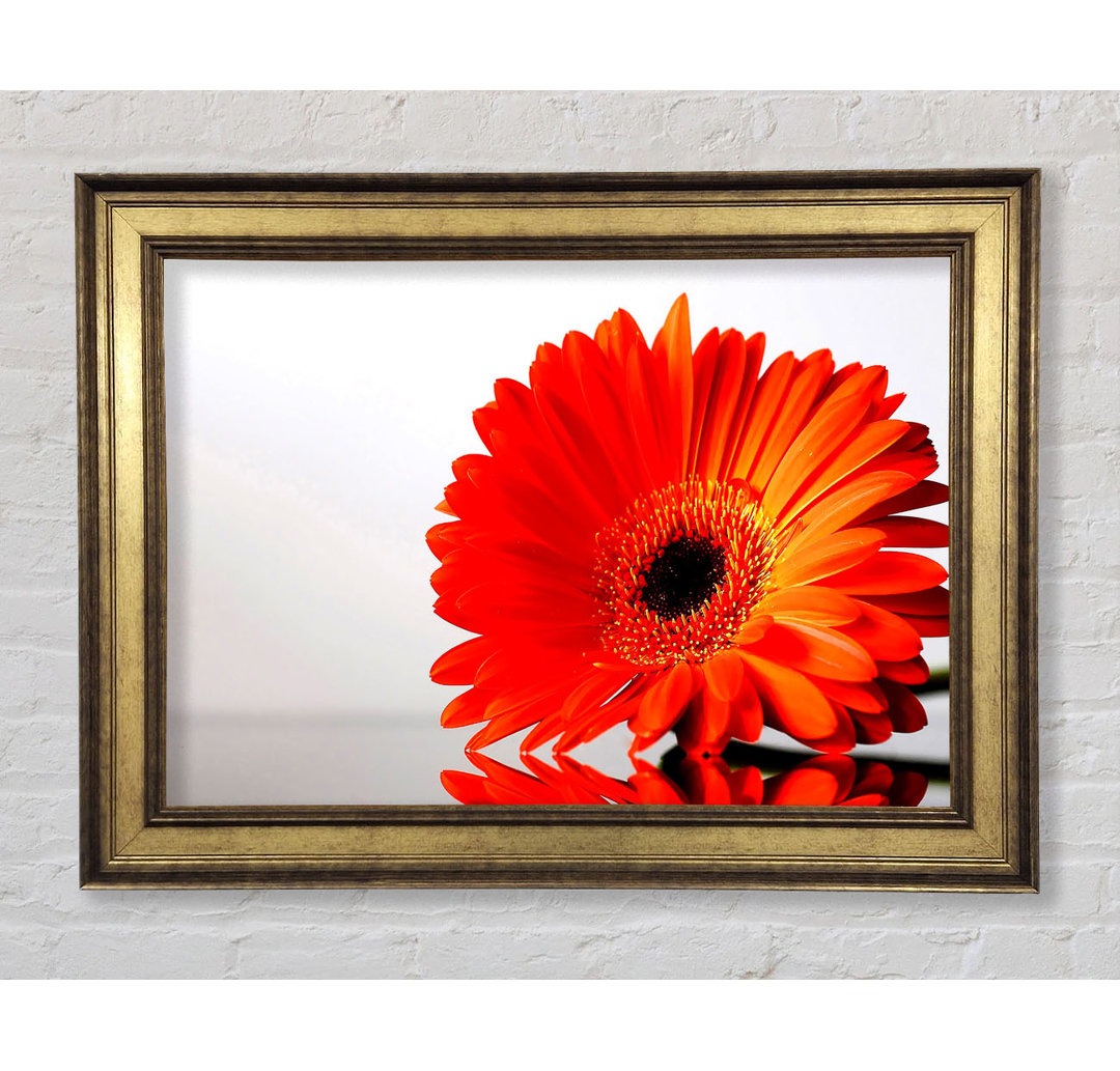 Gerbera Gänseblümchen Reflexion - Bilderrahmen Kunstdrucke