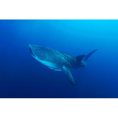 Whale Shark - Photographie sur toile tendue