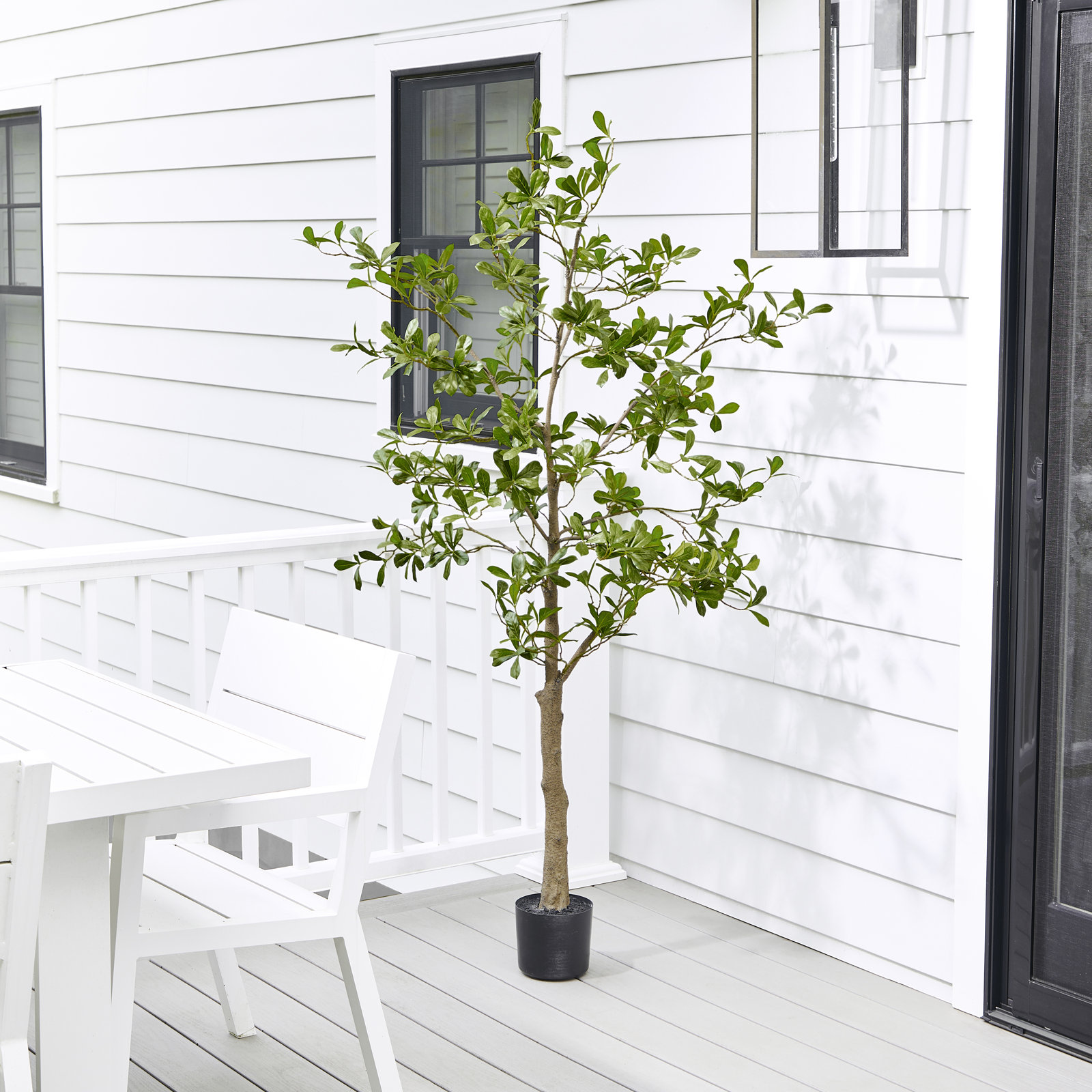 6' UV Potted Almond Tree, 72 in x 24 in
