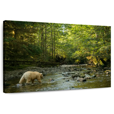Spirit Bear In Hartley Bay