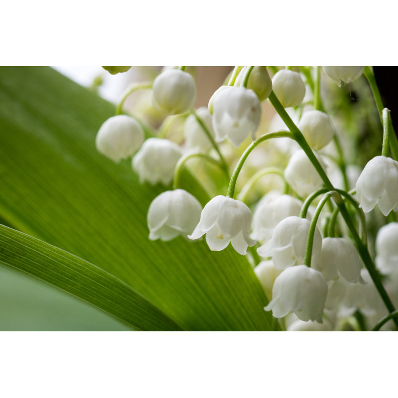 Lilies Of The Valley - Wrapped Canvas Print, 61cm H x 91cm W
