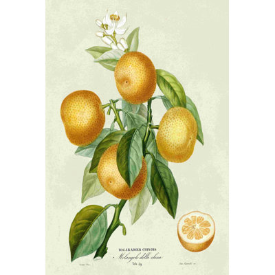 French French Botanical III