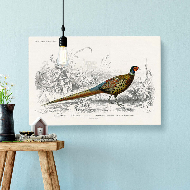 Pheasant Illustration by Charles D' Orbigny - Wrapped Canvas Print, 50cm H x 76cm W x 3cm D