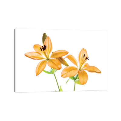 Lilies On A White Background by Panoramic Images - Gallery-Wrapped Canvas Giclée on Canvas