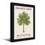 Plantes et fleurs - Illustration botanique d'un arbre orange-1875754444-1875754449-1875754450