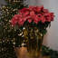 Arrangement de poinsettias-92906965-92906966-92906968