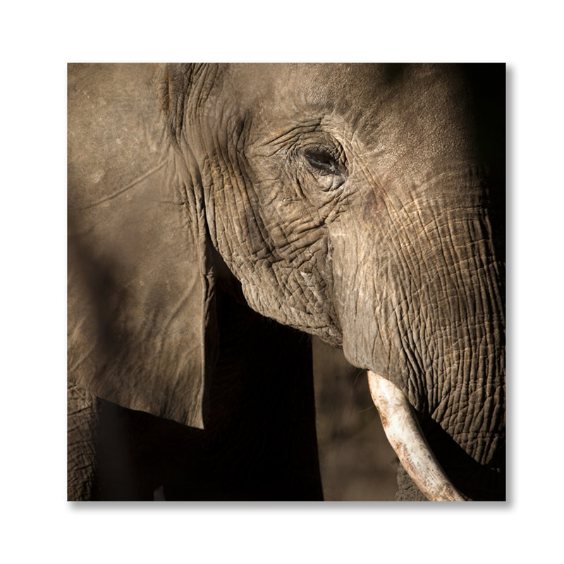 Grand éléphant - photographie, H 24 po x l 24 po x P 1,5 po, Aluminium