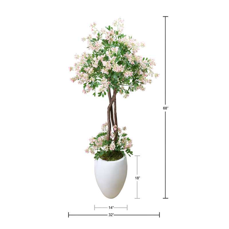 Stephanotis Tree in Fiberstone Pot