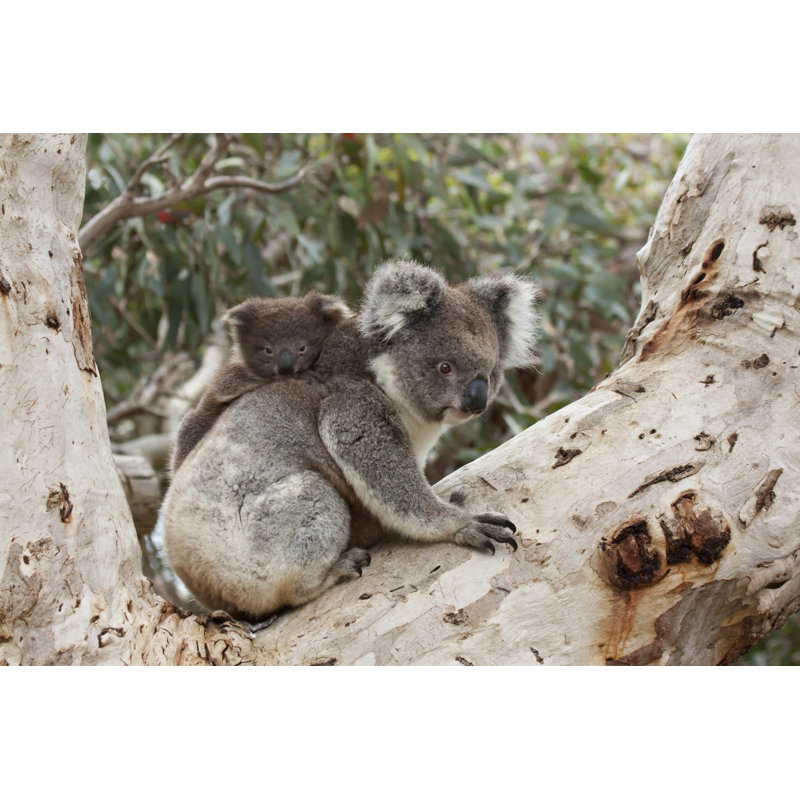 Baby Koala by Outcast85 - Wrapped Canvas Print, 30cm H x 46cm W