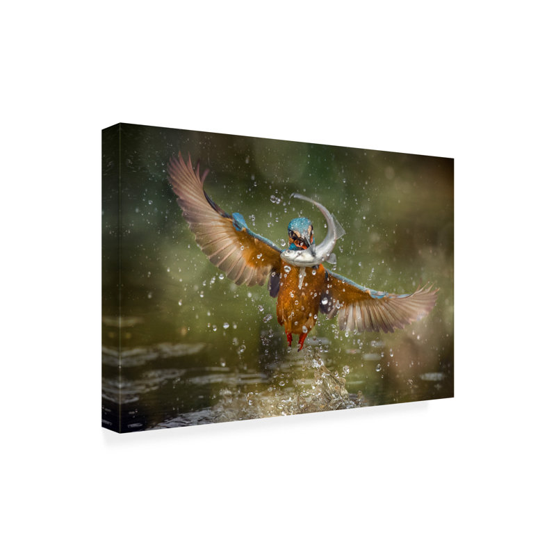 Bolog Alberto Ghizzi Panizza Kingfisher Canvas Art, 16" H x 24" W