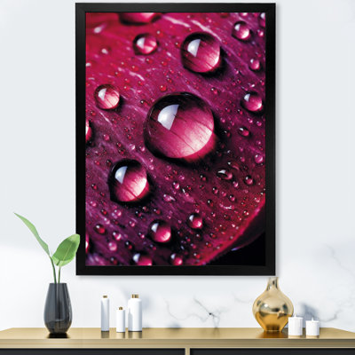 " Red Rose With Raindrops XII "