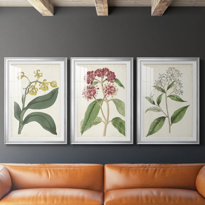 Antique Botanical Collection X - reproduction sur mesure encadrée de qualité supérieure - 3 pièces