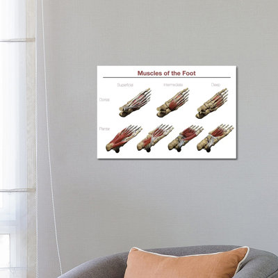 Muscles of the Foot par Photon Illustration - impression sur toile tendue