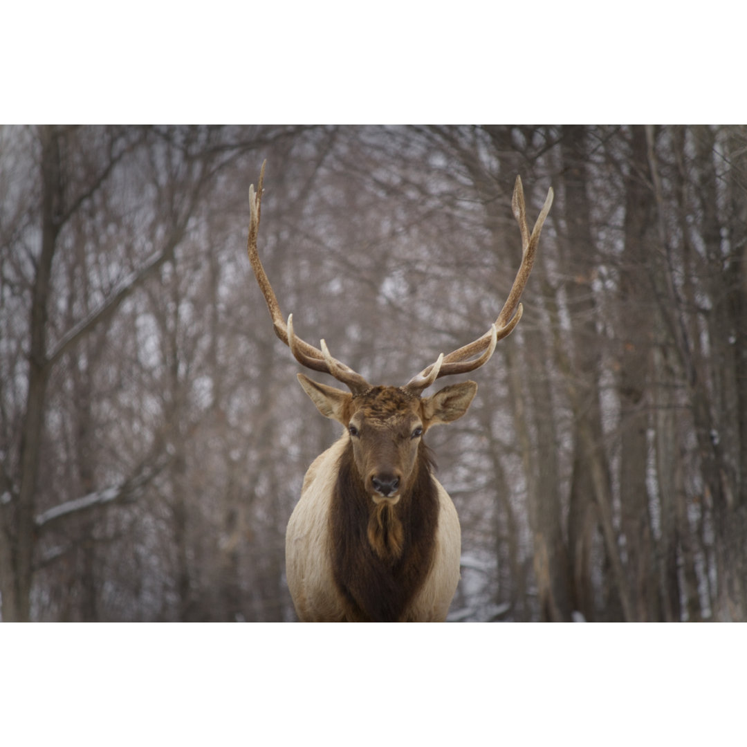 Portrait Of A Deer In Winter-Canada von Swissmediavision - Kunstdrucke auf Leinwand ohne Rahmen