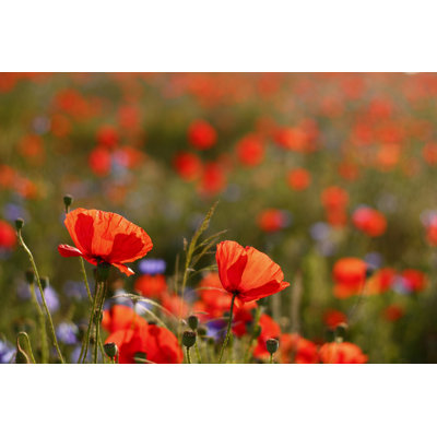 Poppies - Wrapped Canvas Print