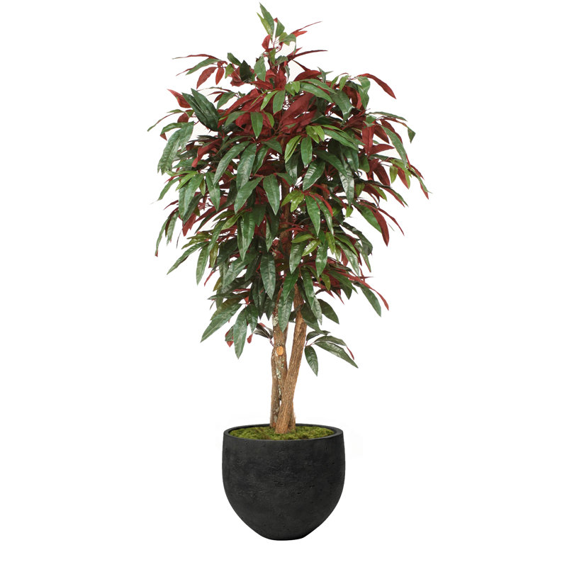 83'' Faux Capensia Tree in Stone Planter