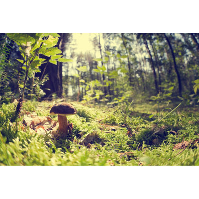 Small Edible Mushroom In The Woods Alone by Rike_ - Wrapped Canvas Print