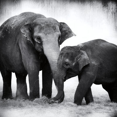 Éléphant III sans bordure