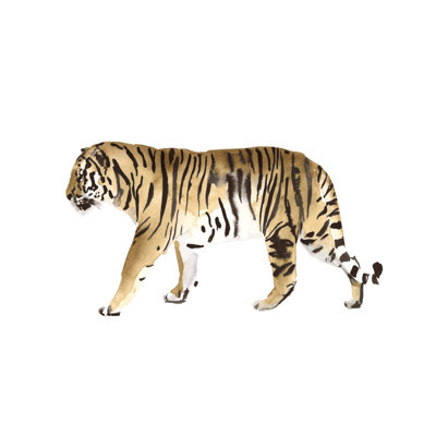 Tigre aquarelle III