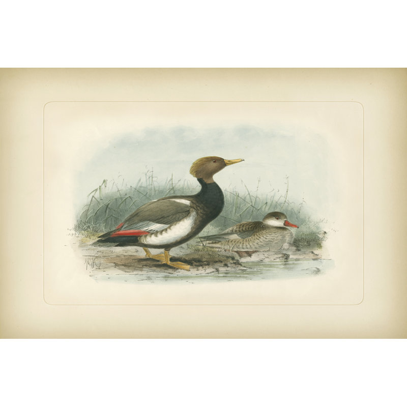 Red-Crested Pochard (EA) - Wrapped Canvas Art Prints, 30cm H x 46cm W x 3.8cm D