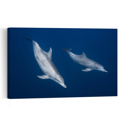 Swimming Dolphins Duo Peaceful Serene Contemporary Dolphin Ocean Wildlife Wall Art Print 1 Piece Wrapped Canvas Wall Art