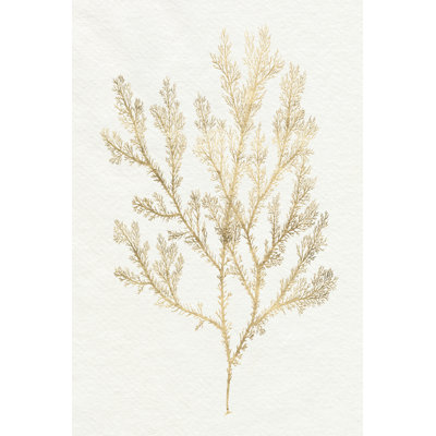 Gilded Algae VI -  Art Prints