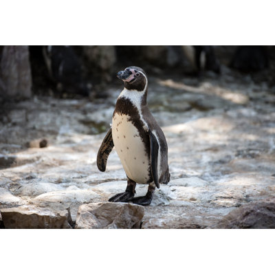 Penguin Of Humboldt by Faber1893 - Wrapped Canvas Print
