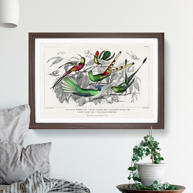 Collection of Hummingbirds PL. 60 by Oliver Goldsmith - Picture Frame Painting, Walnut Framed, 27cm H x 36cm W x 2cm D