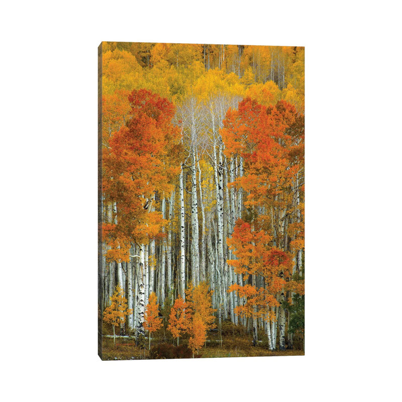 Dalmatian Autumn by Bill Sherrell - Print on Canvas, Wrapped Canvas, 30.48 cm H x 45.72 cm W
