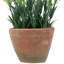 10 plantes