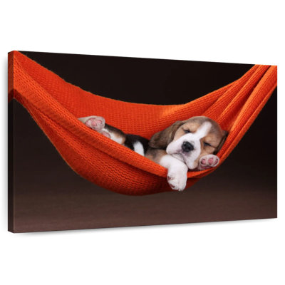 Beagle Brampt dans un hamac