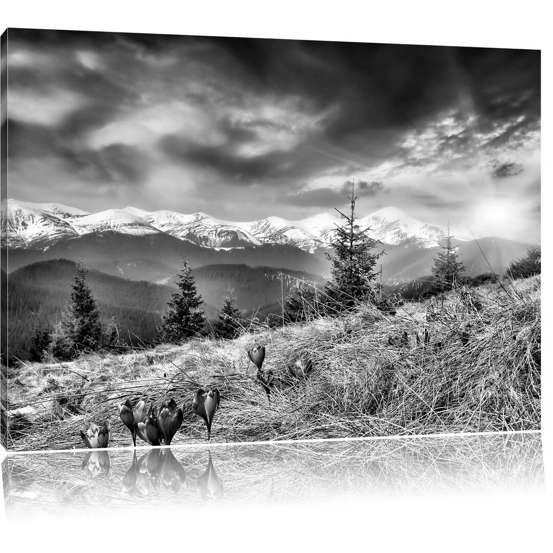 Leinwandbild Krokusse auf Hochalmwiese in Alpen in Monochrom