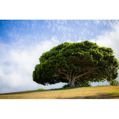 Bindera Tropical Tree - Wrapped Canvas Print