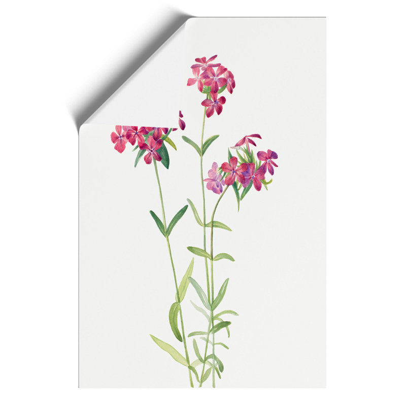 Hairy Phlox by Mary Vaux Walcott - Unframed Painting, 59cm H x 42cm W x 0.1cm D