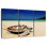 Turtle On Beach